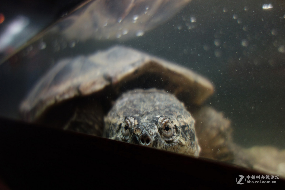 迫不及待/嘟嘟鱼及拙劣的东郊记忆