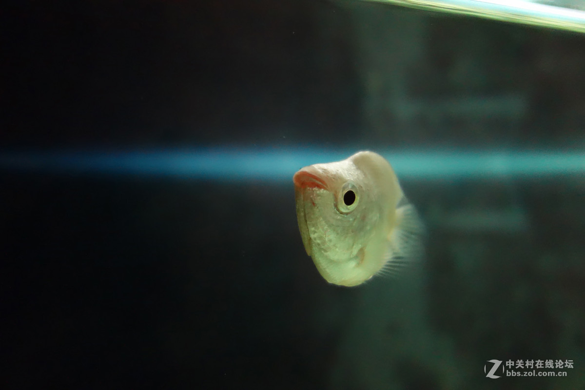 迫不及待/嘟嘟鱼及拙劣的东郊记忆