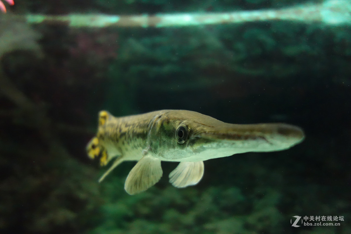 迫不及待/嘟嘟鱼及拙劣的东郊记忆