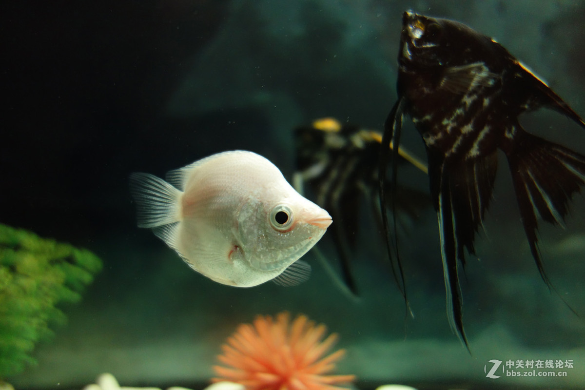 迫不及待/嘟嘟鱼及拙劣的东郊记忆