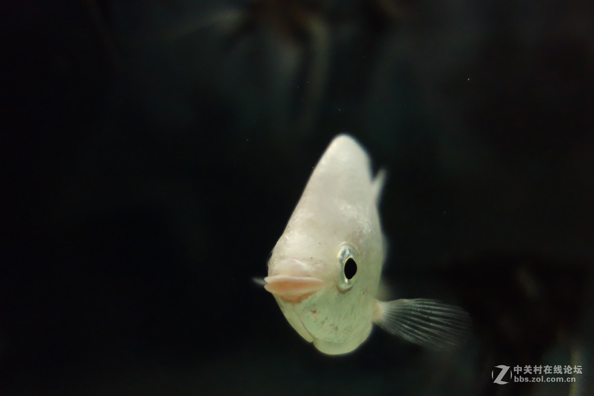 迫不及待/嘟嘟鱼及拙劣的东郊记忆