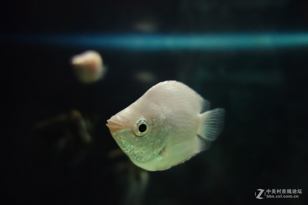 迫不及待/嘟嘟鱼及拙劣的东郊记忆