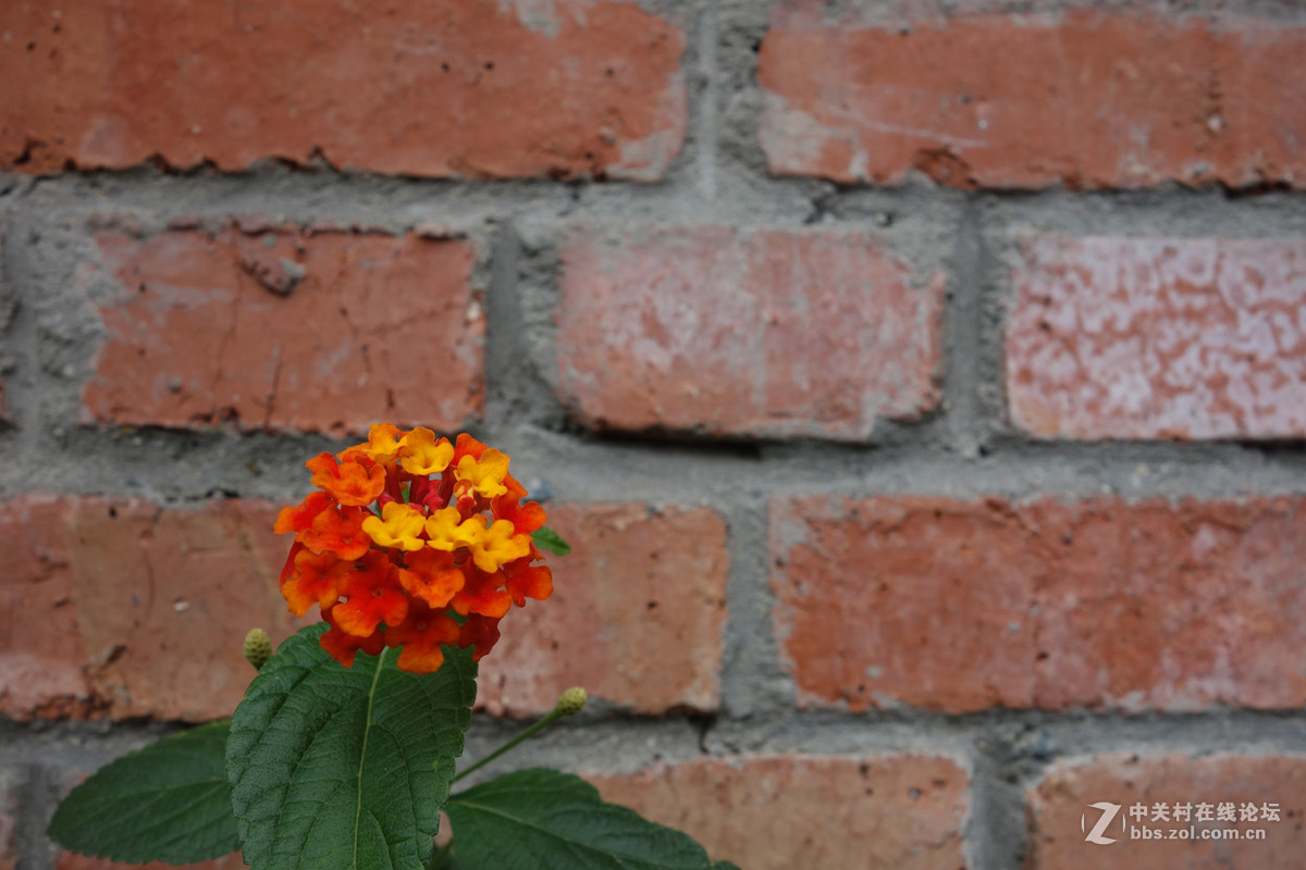 迫不及待/嘟嘟鱼及拙劣的东郊记忆