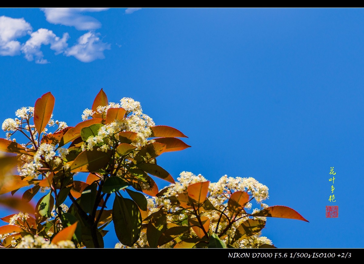 石楠之花叶争艳