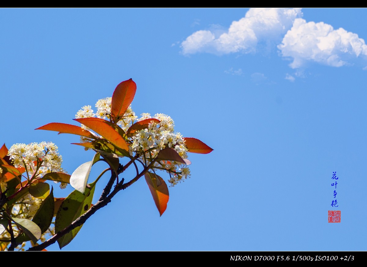 石楠之花叶争艳