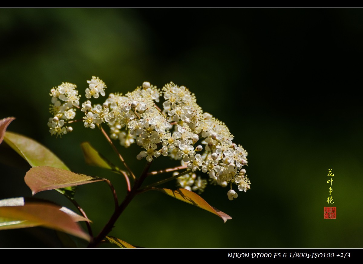 石楠之花叶争艳
