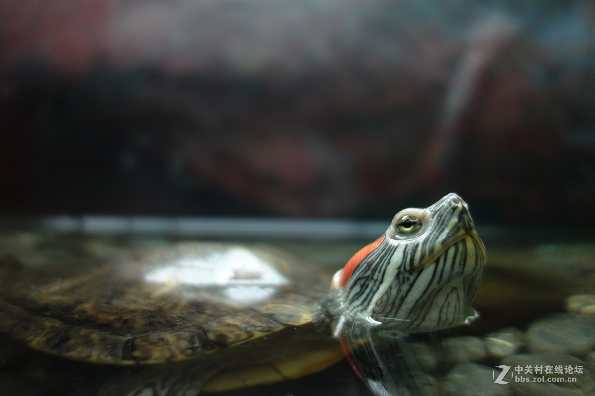 迫不及待/嘟嘟鱼及拙劣的东郊记忆