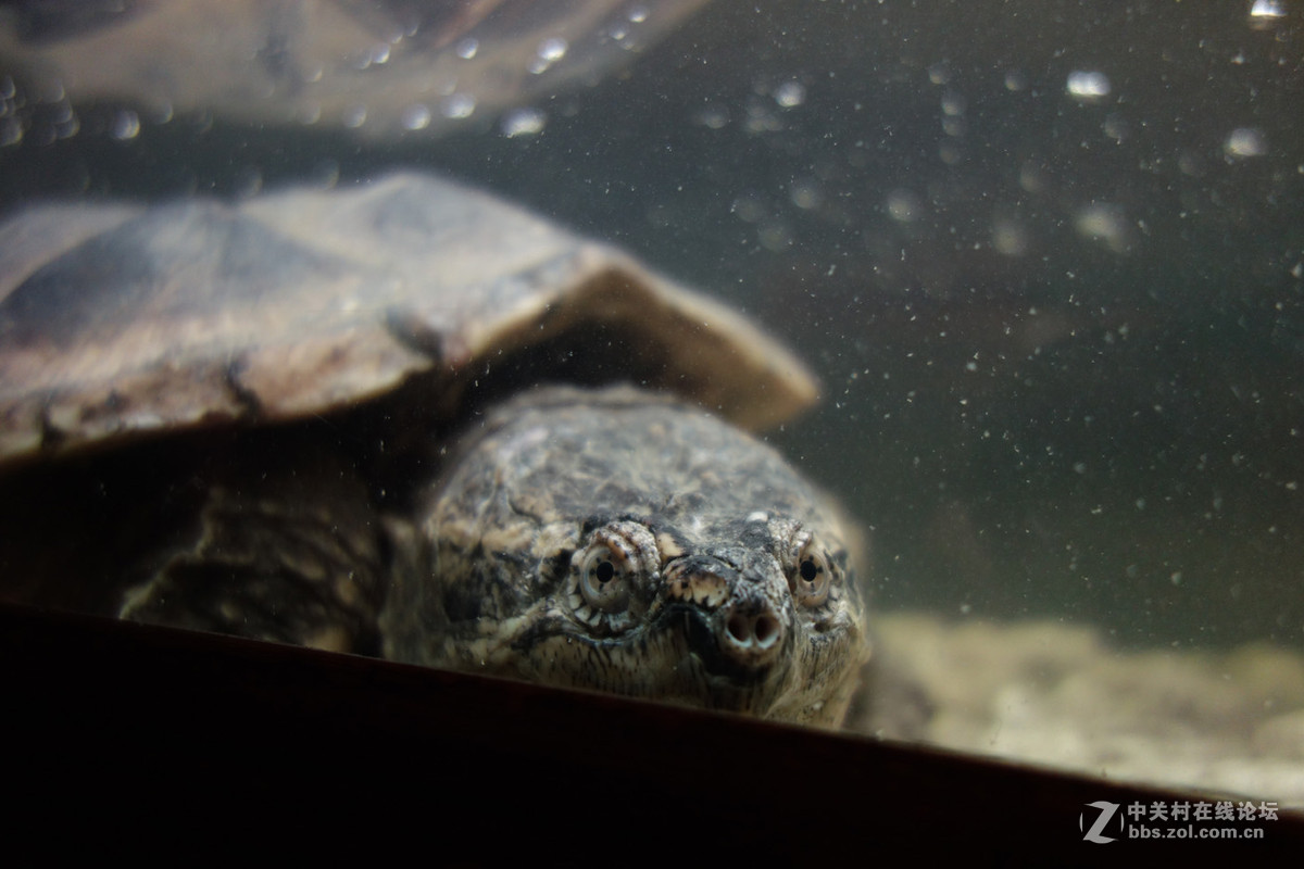迫不及待/嘟嘟鱼及拙劣的东郊记忆