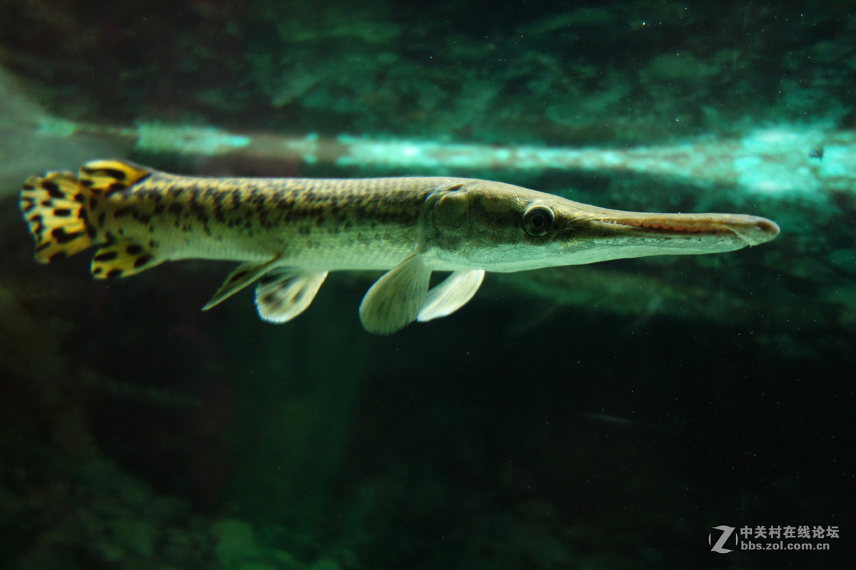 迫不及待/嘟嘟鱼及拙劣的东郊记忆