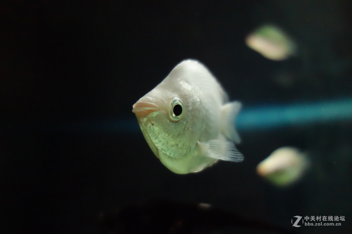 迫不及待/嘟嘟鱼及拙劣的东郊记忆