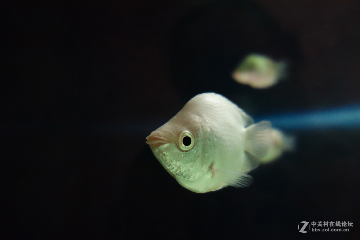 迫不及待/嘟嘟鱼及拙劣的东郊记忆