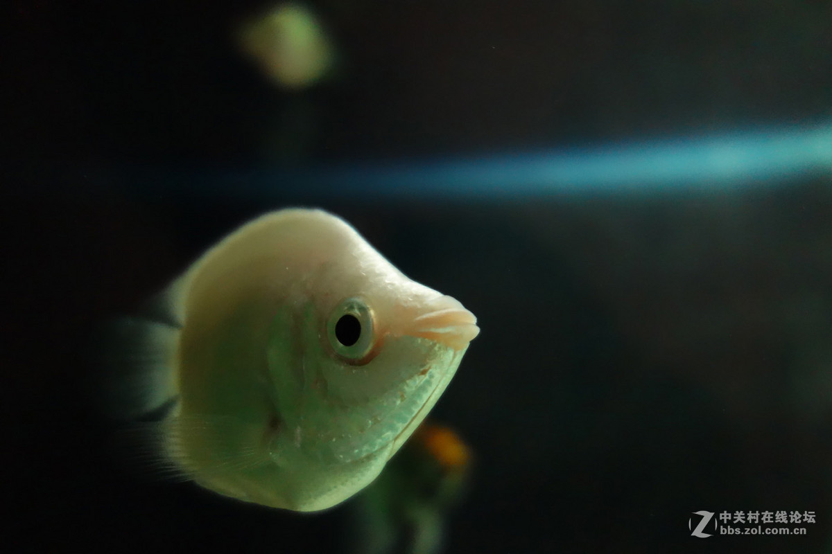 迫不及待/嘟嘟鱼及拙劣的东郊记忆