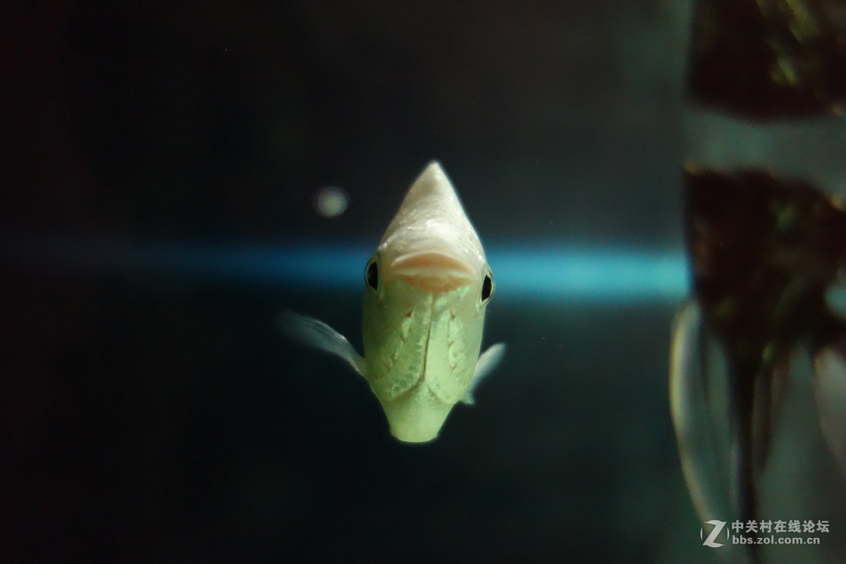 迫不及待/嘟嘟鱼及拙劣的东郊记忆