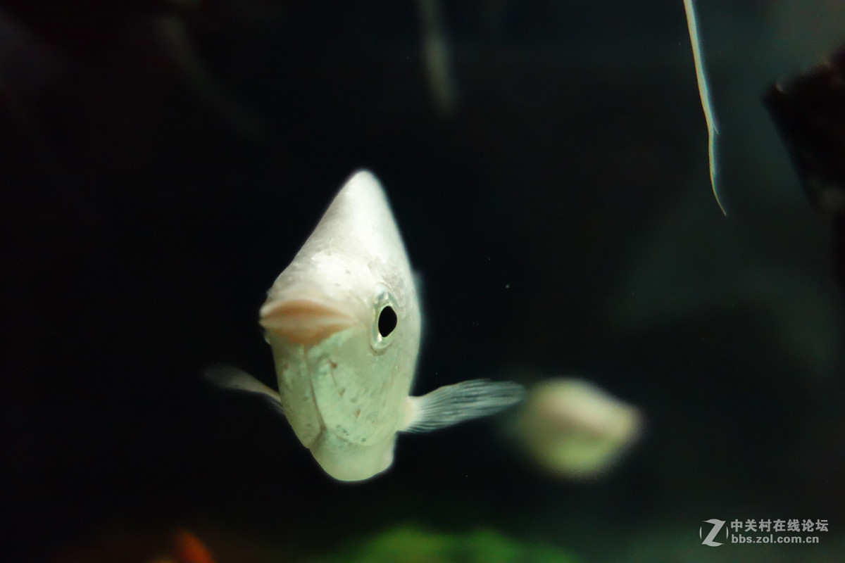 迫不及待/嘟嘟鱼及拙劣的东郊记忆