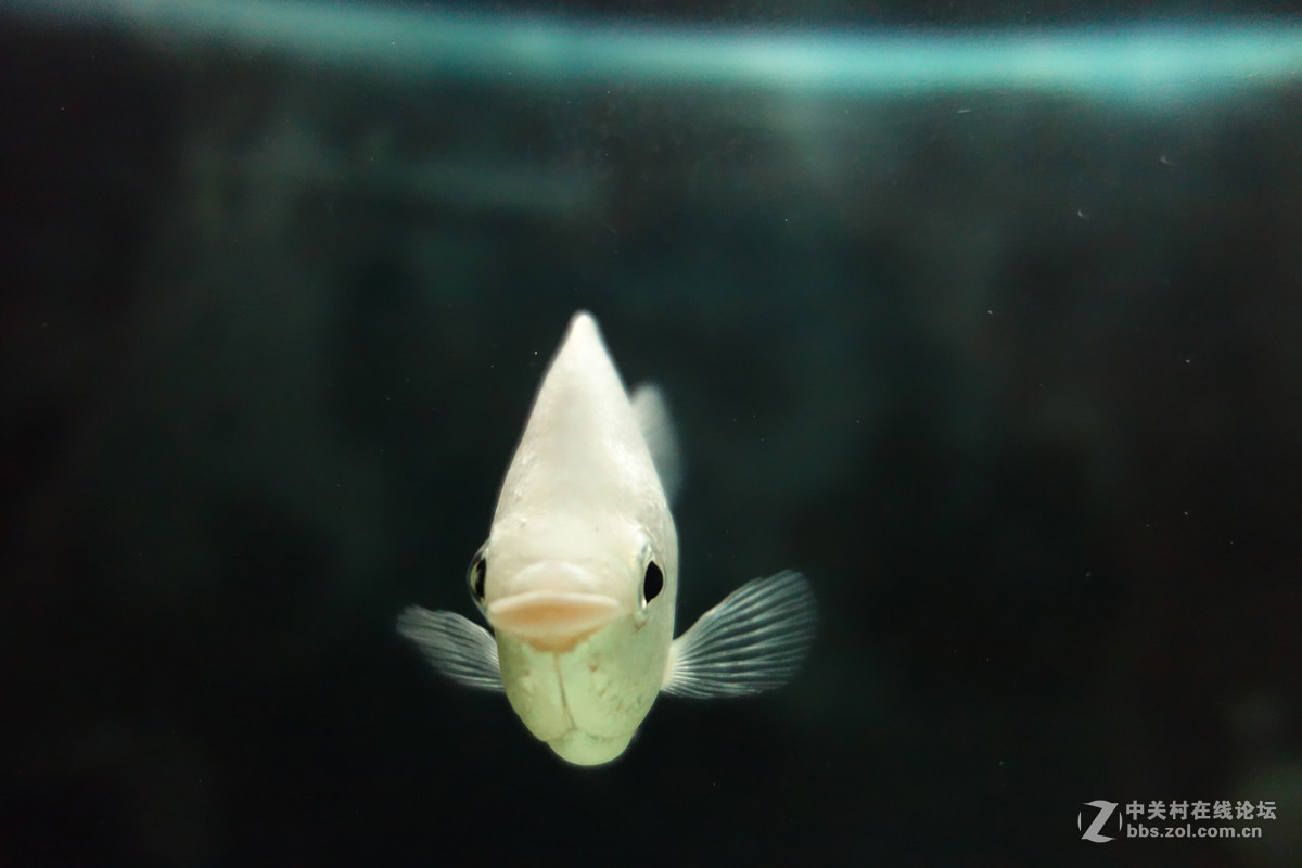 迫不及待/嘟嘟鱼及拙劣的东郊记忆