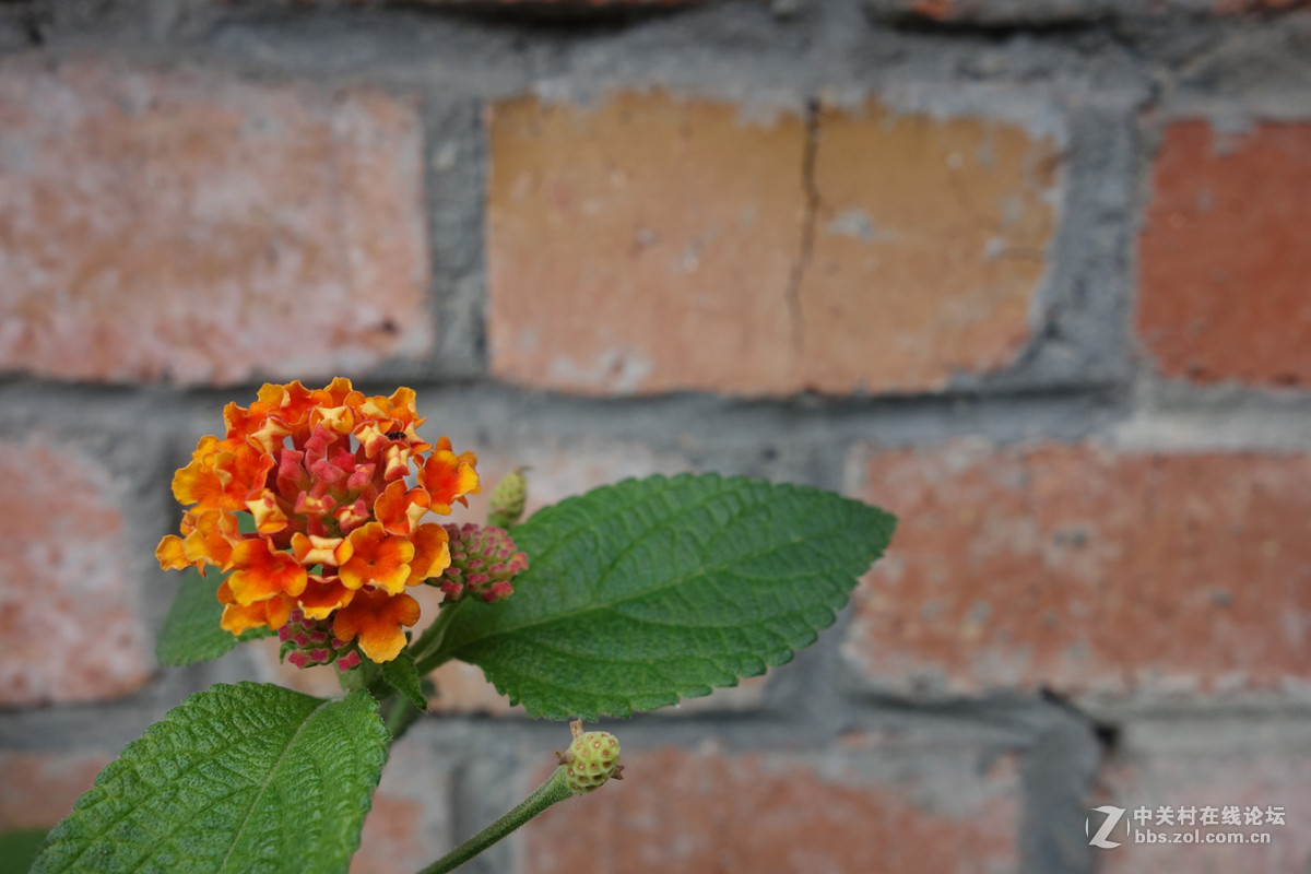 迫不及待/嘟嘟鱼及拙劣的东郊记忆