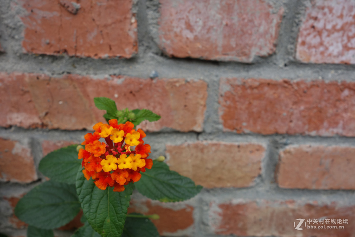 迫不及待/嘟嘟鱼及拙劣的东郊记忆