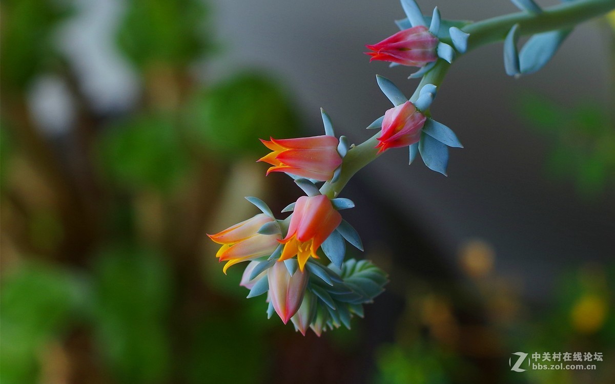 老机老镜拍多肉花花