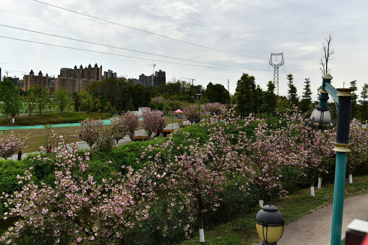 2020-3-29-青白江凤凰湖