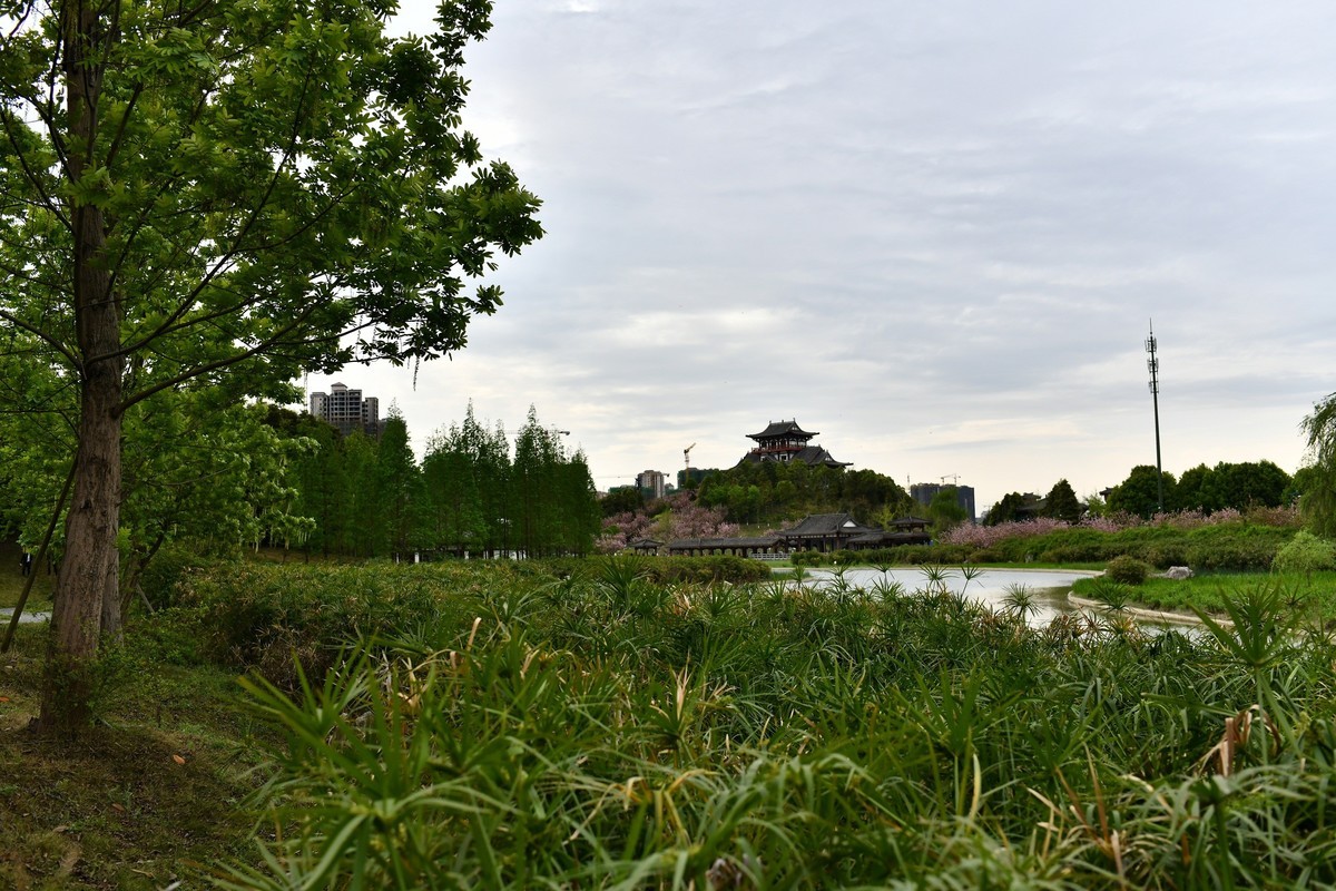 2020-3-29-青白江凤凰湖