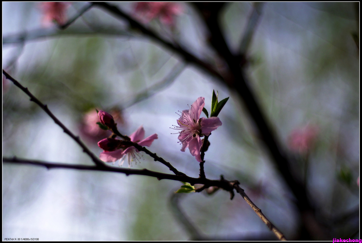 一组小品贺师友雲龍观海任运动生活版主！！！