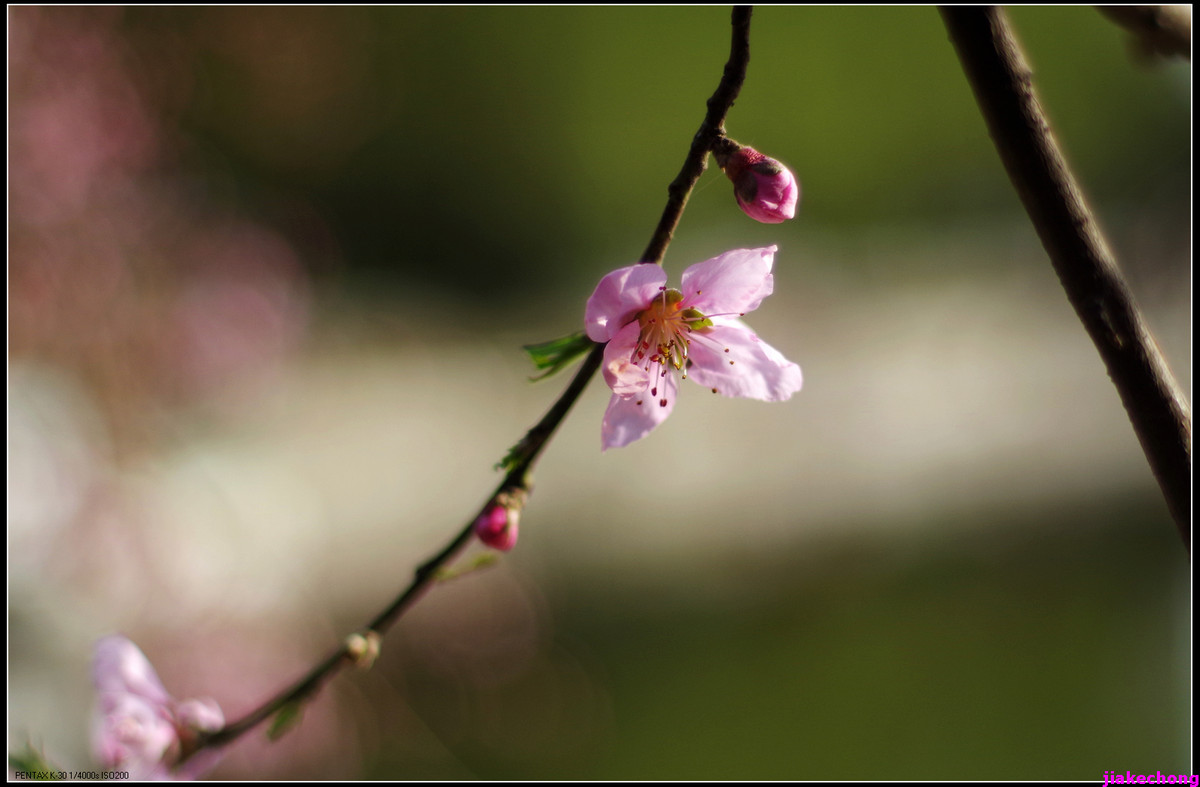 一组小品贺师友雲龍观海任运动生活版主！！！