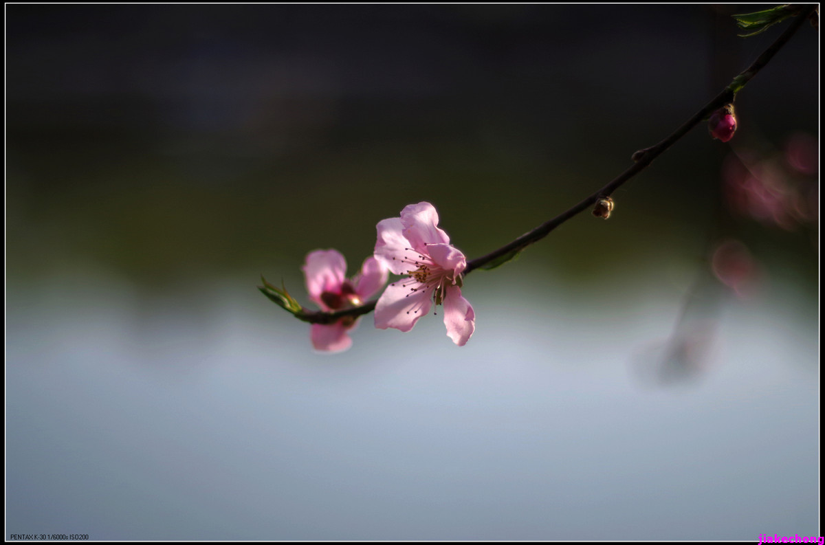 一组小品贺师友雲龍观海任运动生活版主！！！