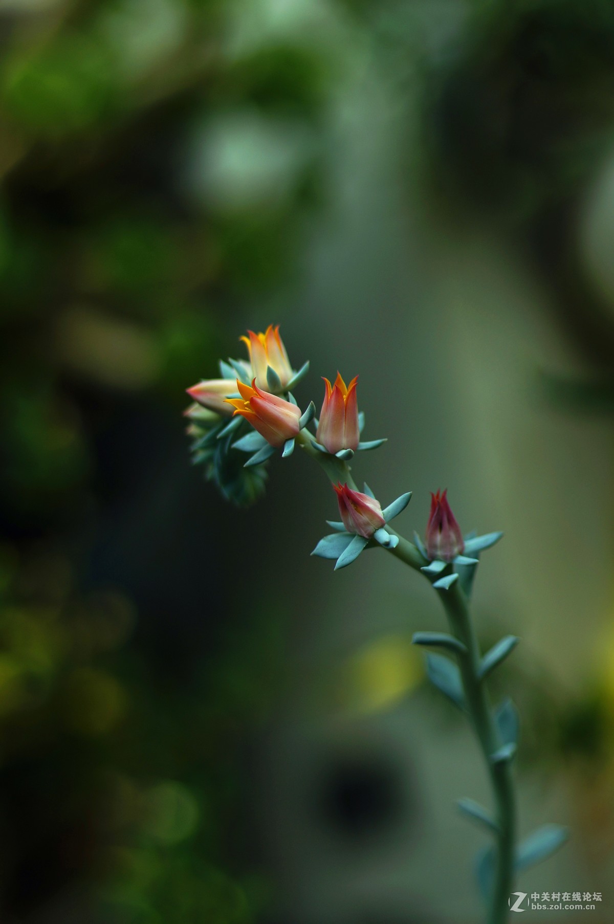 老机老镜拍多肉花花