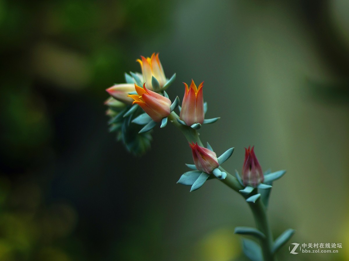 老机老镜拍多肉花花