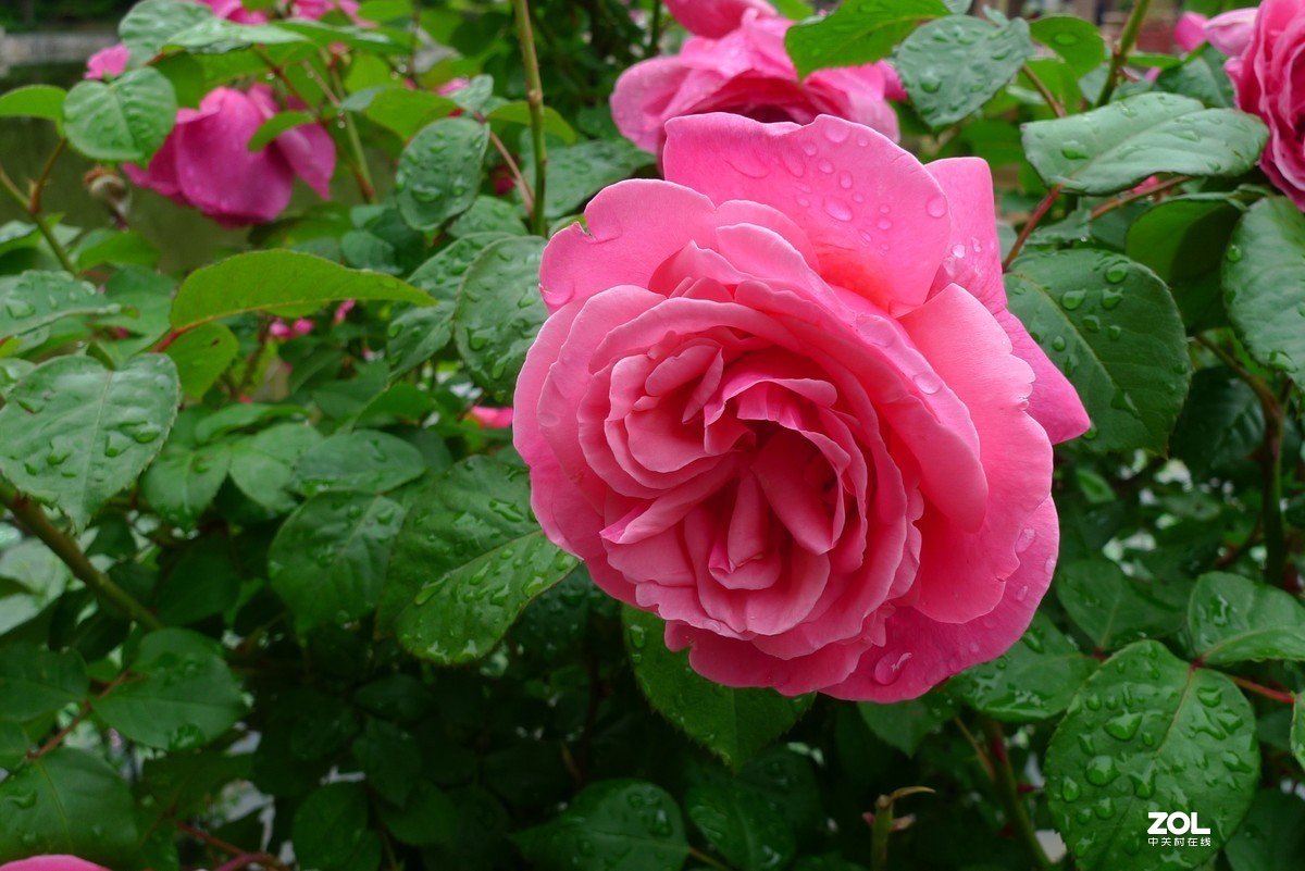雨后的花儿