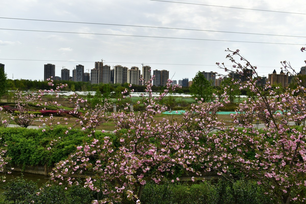 2020-3-29-青白江凤凰湖