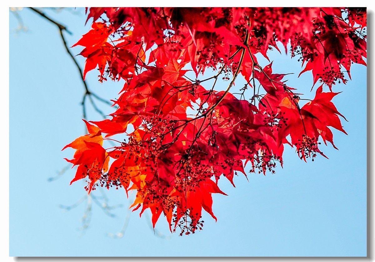 春天里的红杉叶拜望论坛众好友