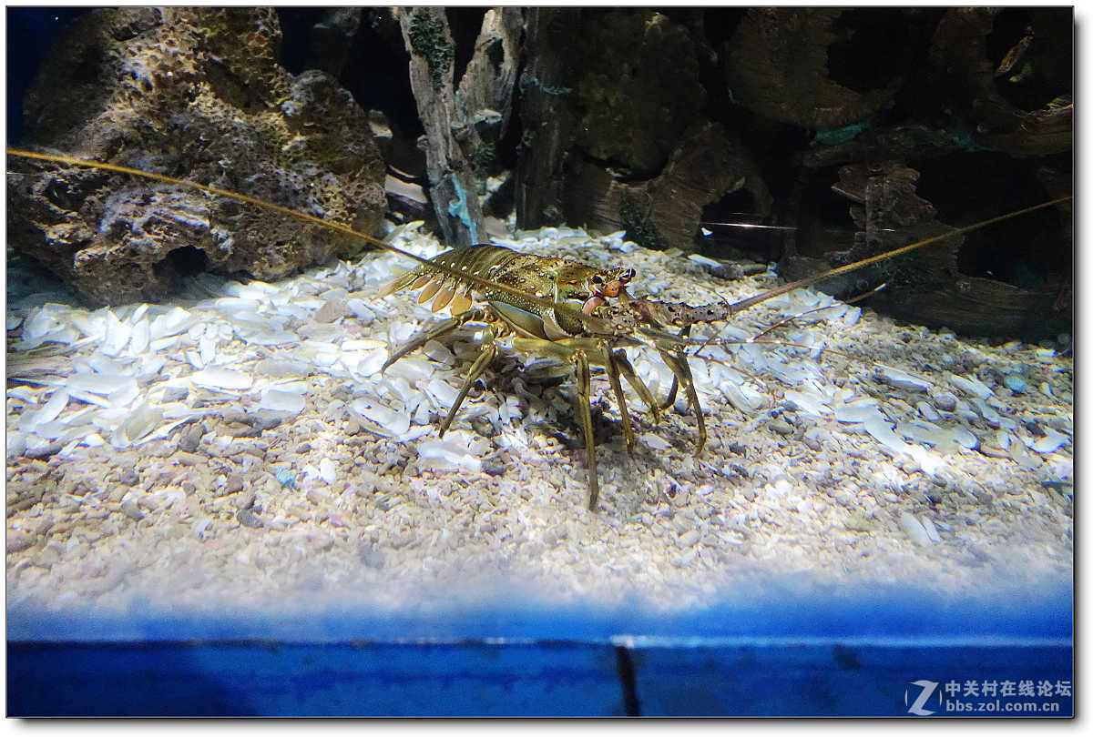 曲江海洋极地公园