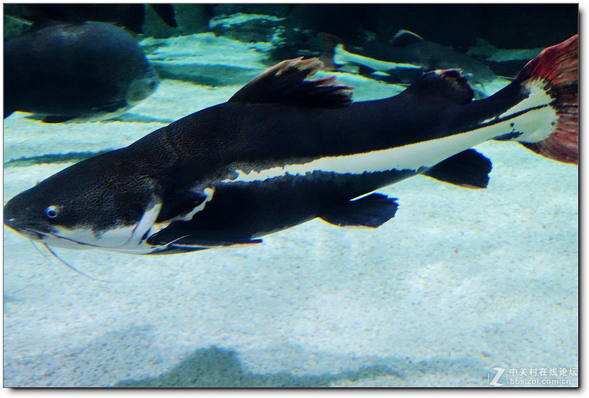 曲江海洋极地公园