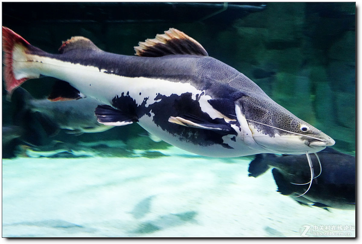 曲江海洋极地公园