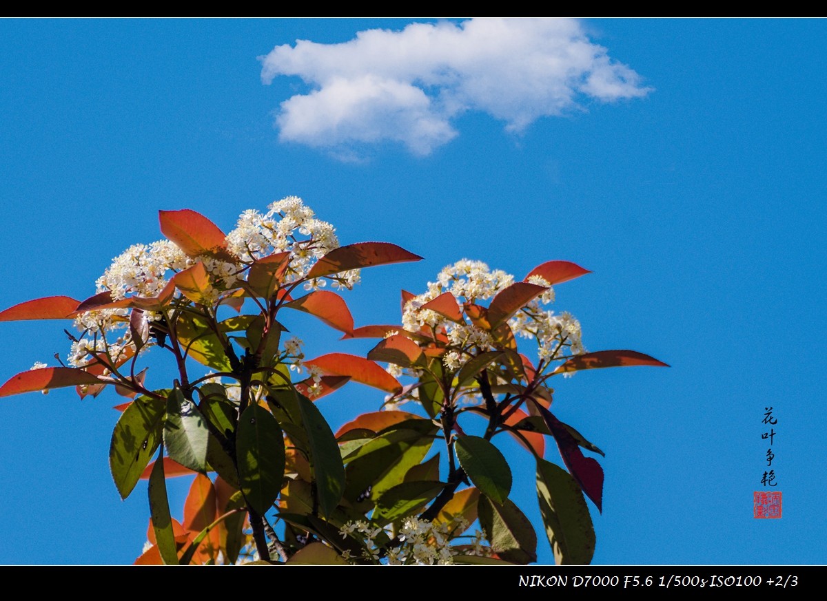 石楠之花叶争艳