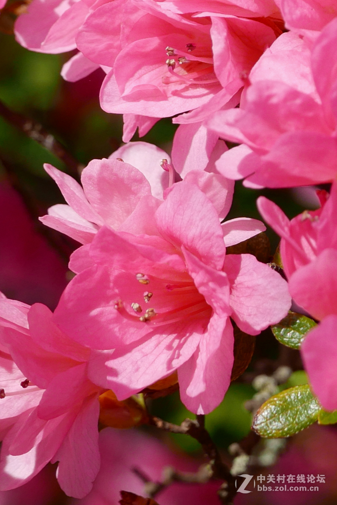 几张杜鹃花照片