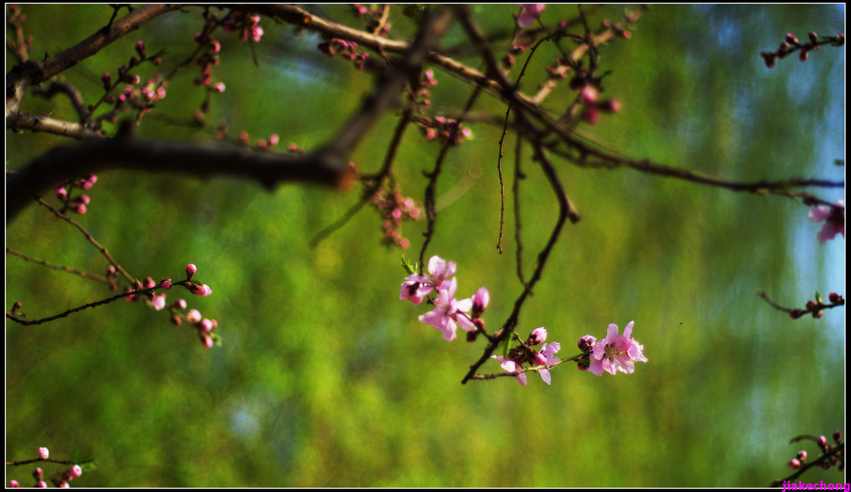 一组小品贺师友雲龍观海任运动生活版主！！！