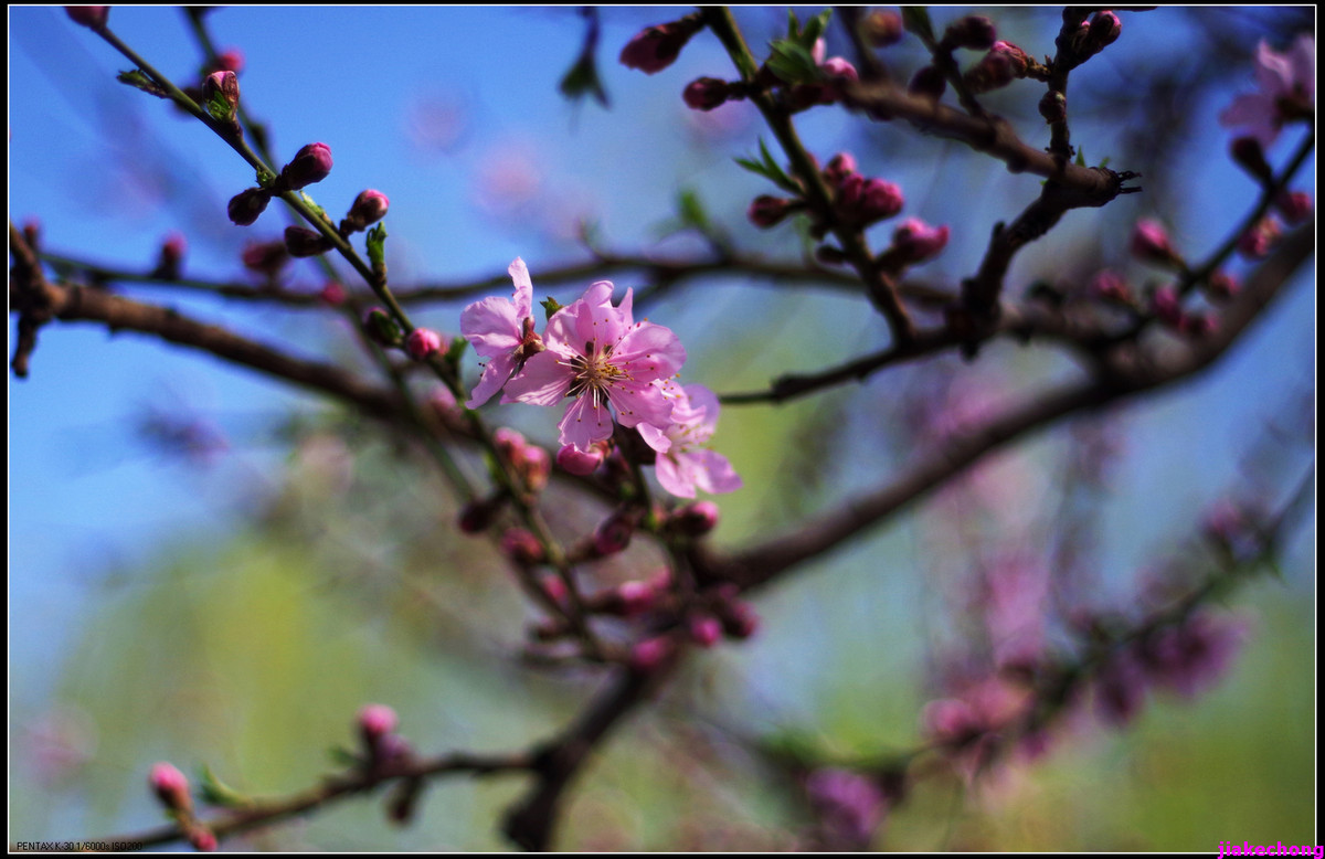 一组小品贺师友雲龍观海任运动生活版主！！！