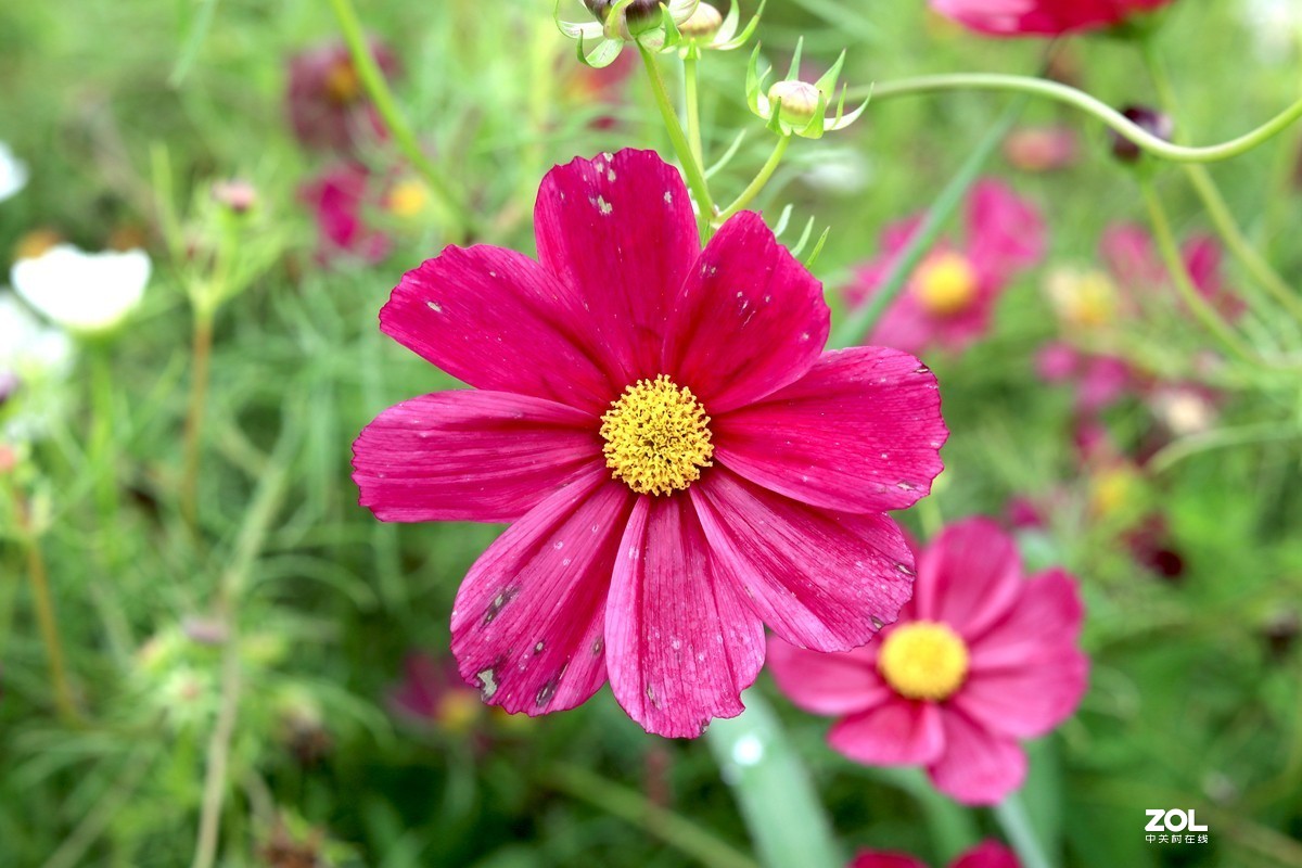 巴南 木洞赶场随拍(三)