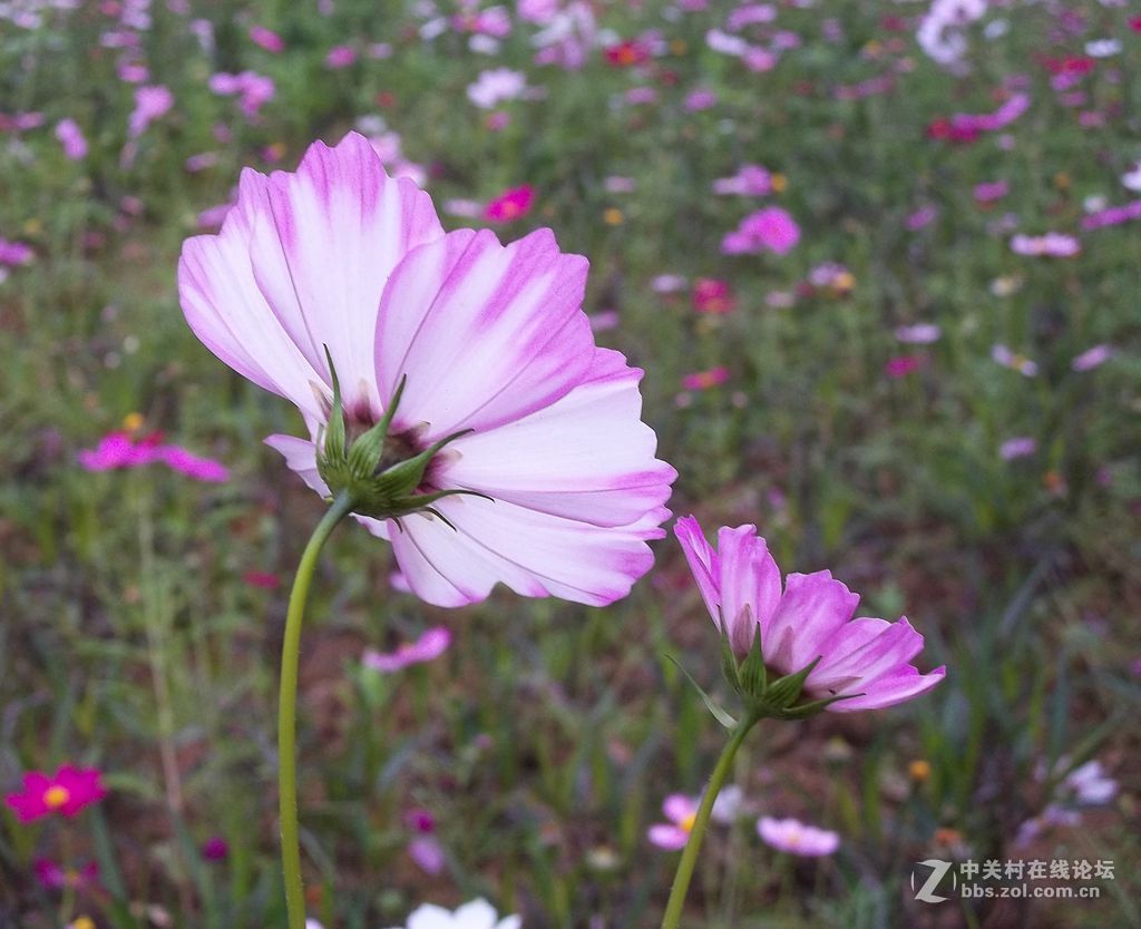 晨练随拍——继续春花