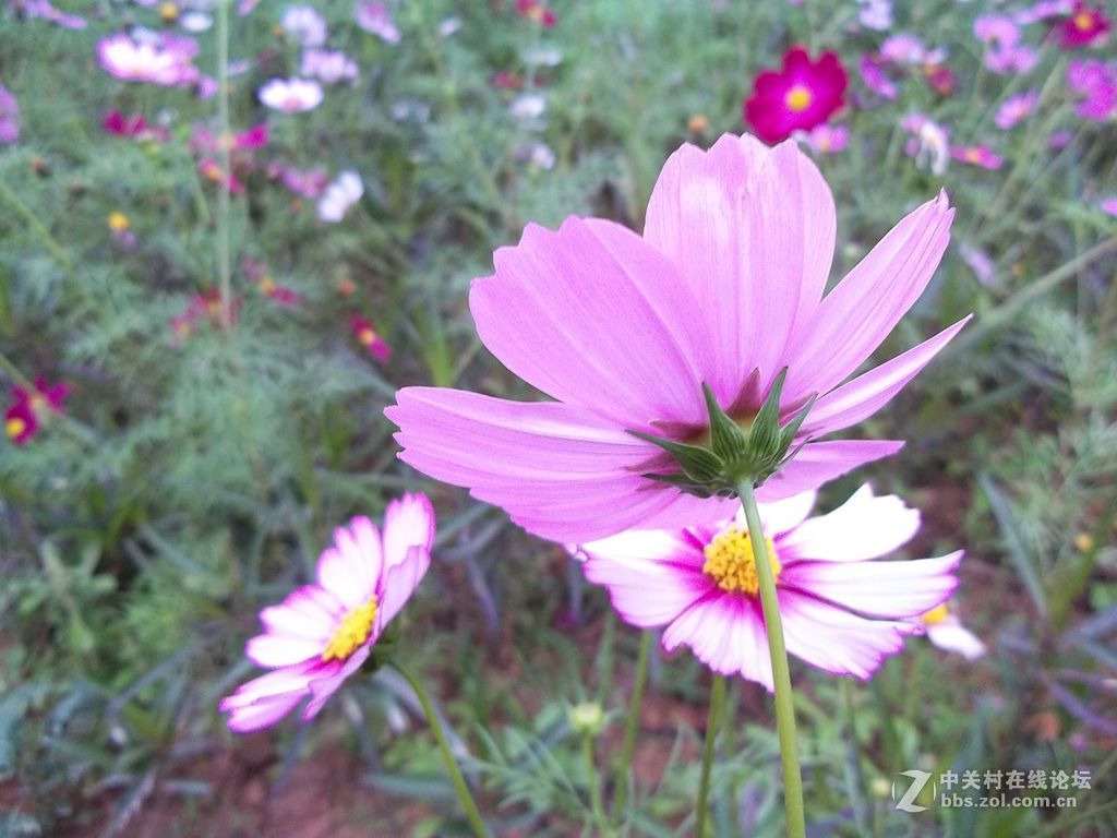 晨练随拍——继续春花