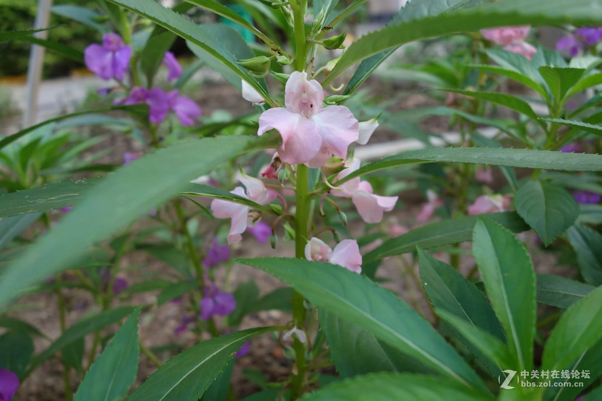 鳳仙花