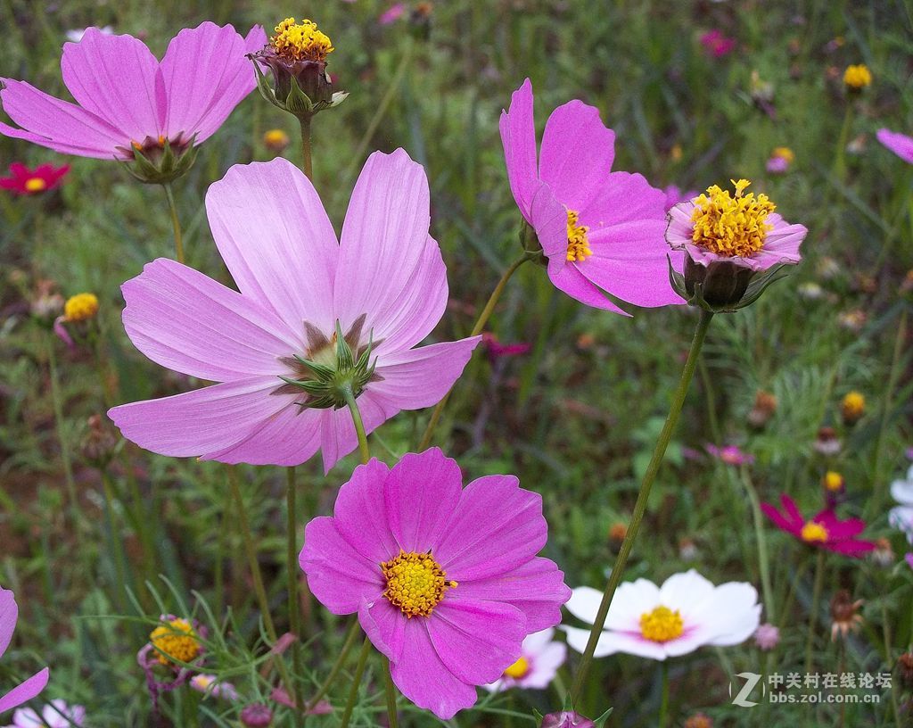 晨练随拍——继续春花