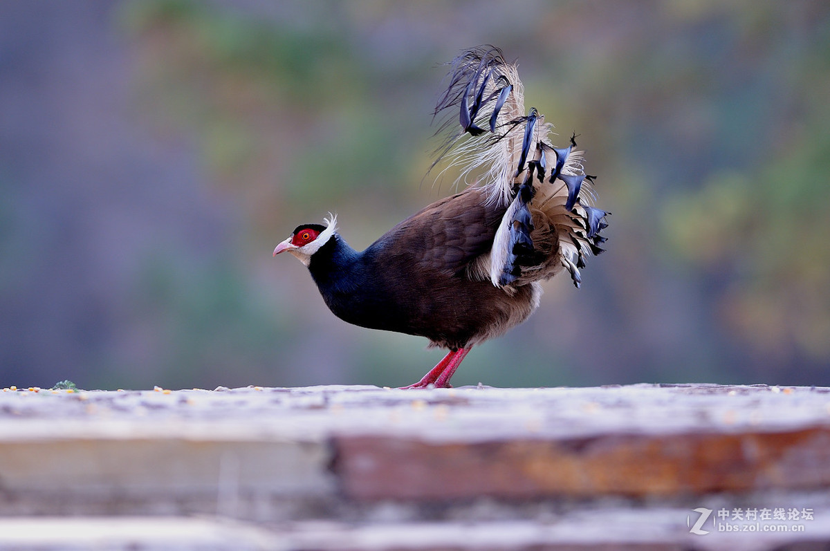 褐马鸡——中国古老的吉祥鸟 - 知乎