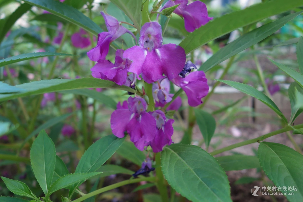 凤仙花