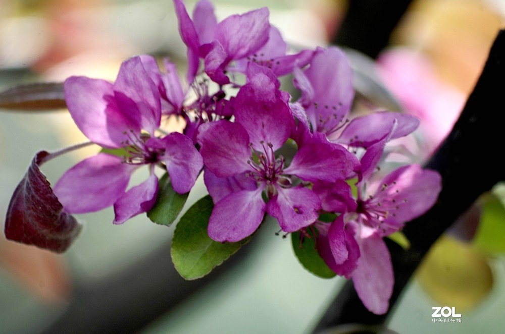 朱红色垂丝海棠