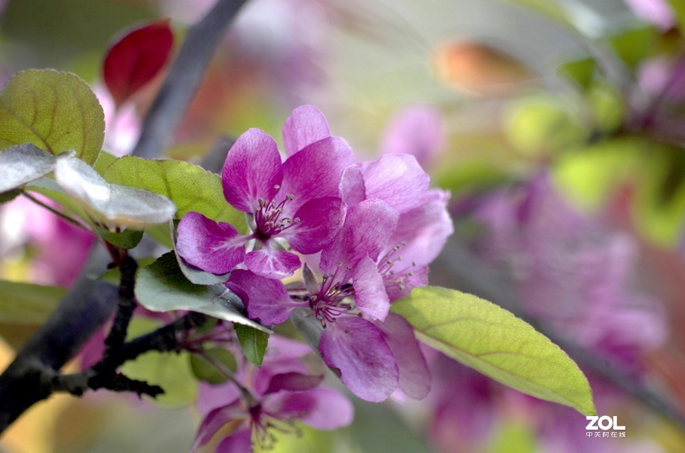 朱红色垂丝海棠