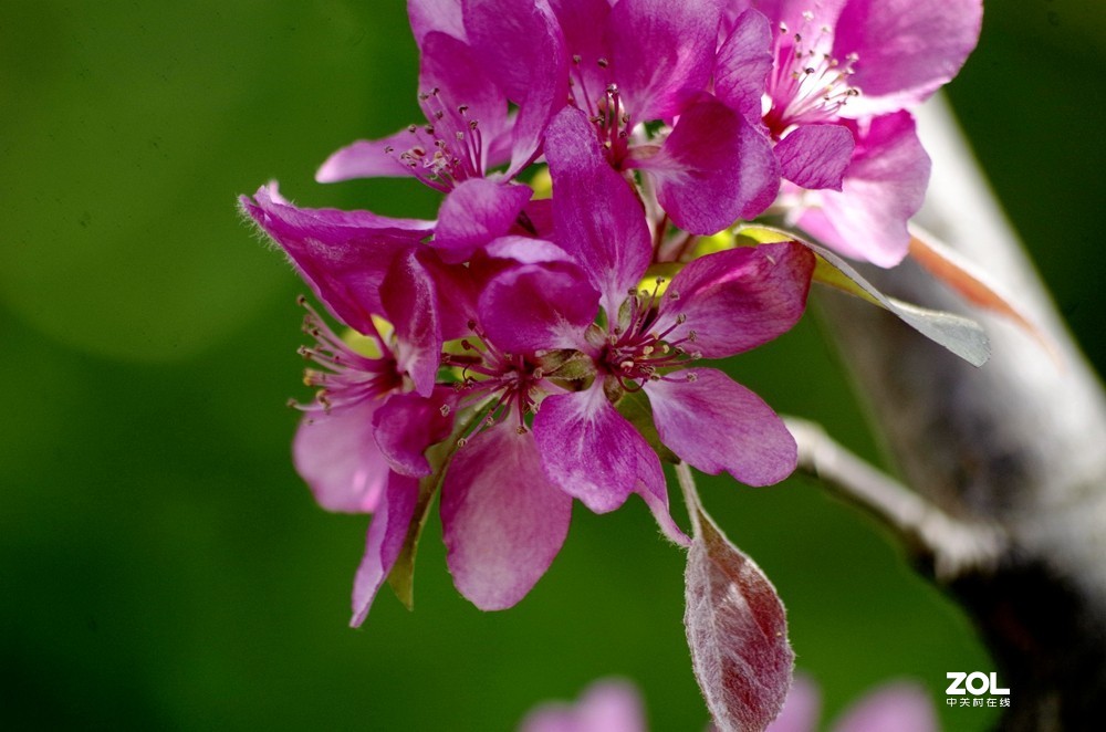 朱红色垂丝海棠