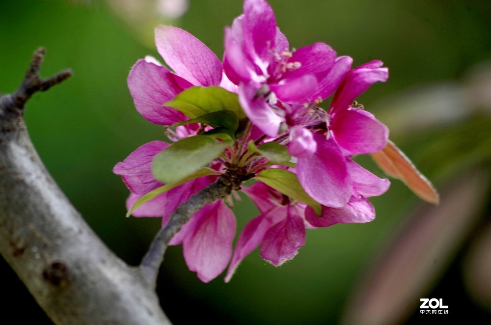 朱红色垂丝海棠